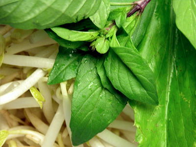 Thai Basil The Siam Queen Takes Her Place in Vietnamese Pho