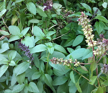 Thai Basil The Siam Queen Takes Her Place in Vietnamese Pho